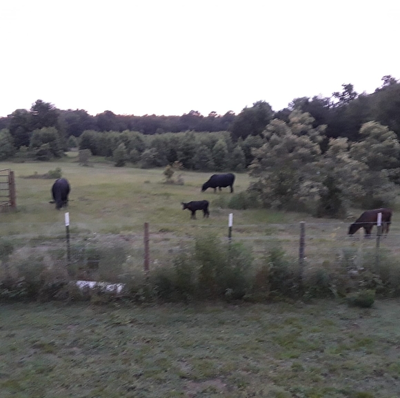 Meet your Posher, Ella - Picture 1 of 1